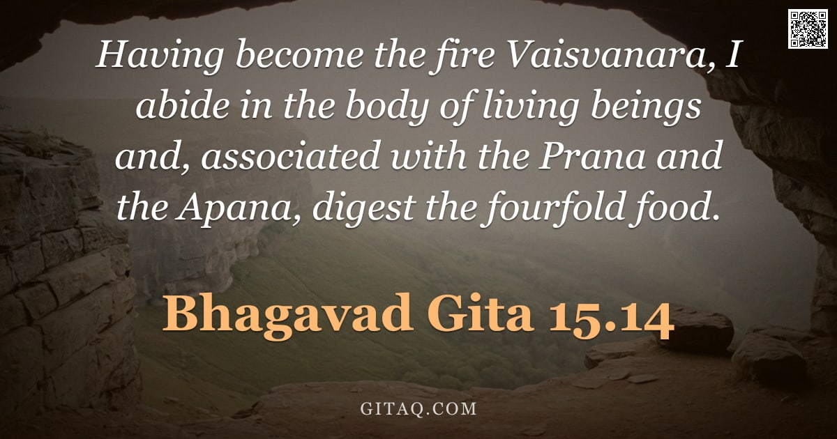 Bhagavad Gita 15.14 — "Having become the fire Vaisvanara, I abide in the body of living beings and, associated with the Pra"